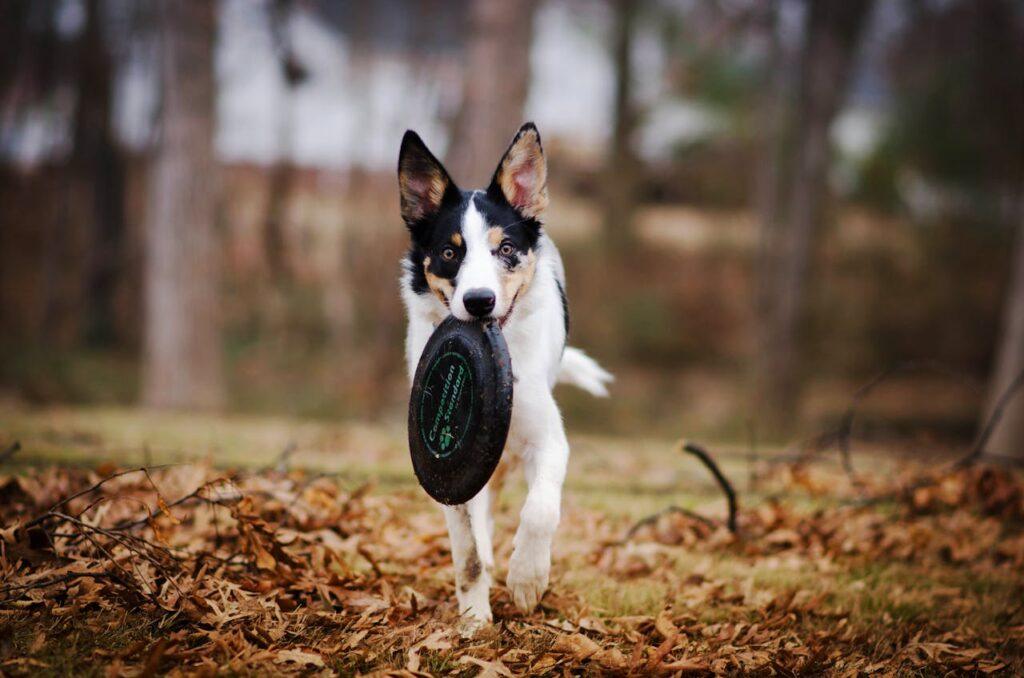 A playful Border Collie running outdoors while holding a frisbee in its mouth.