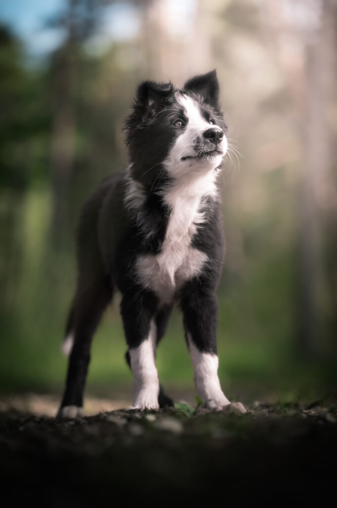 pepe cucciolo foto